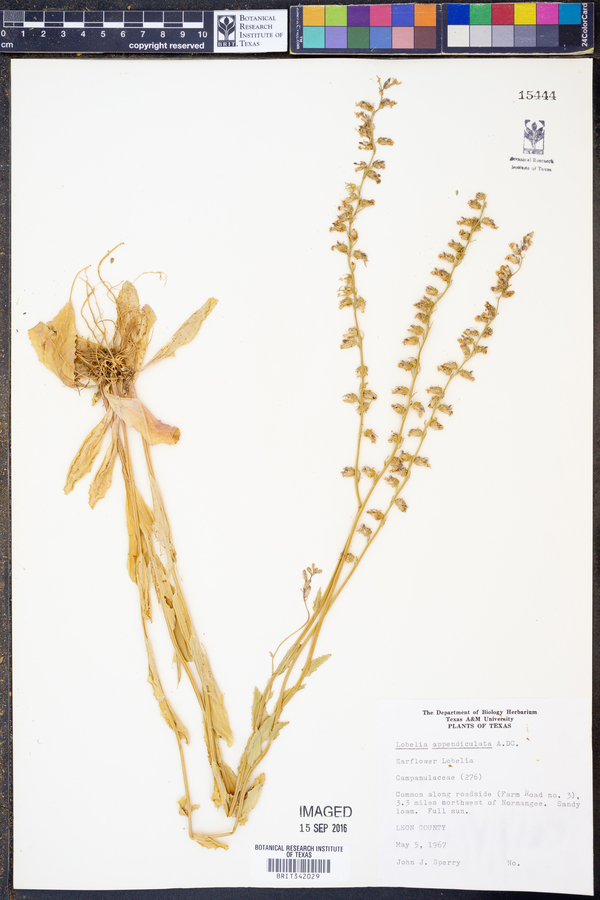Lobelia appendiculata image