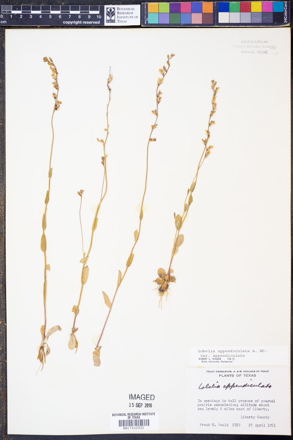 Lobelia appendiculata var. appendiculata image