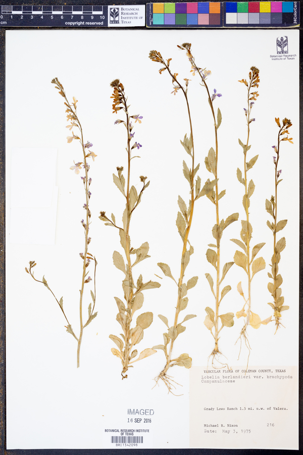 Lobelia berlandieri var. brachypoda image