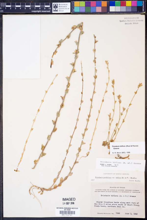 Triodanis perfoliata var. biflora image