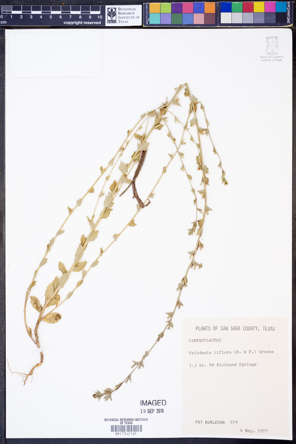 Triodanis perfoliata var. biflora image