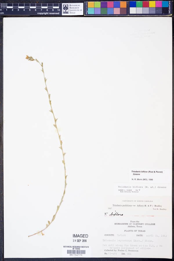 Triodanis perfoliata var. biflora image