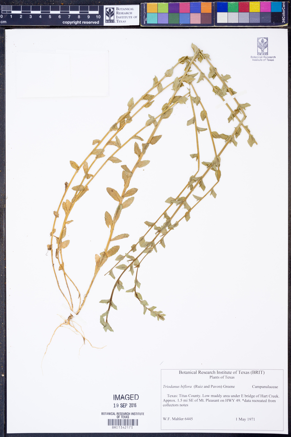 Triodanis perfoliata var. biflora image