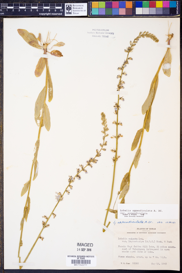 Lobelia appendiculata image