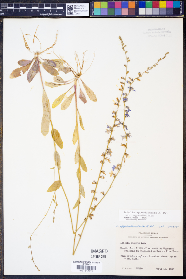 Lobelia appendiculata image