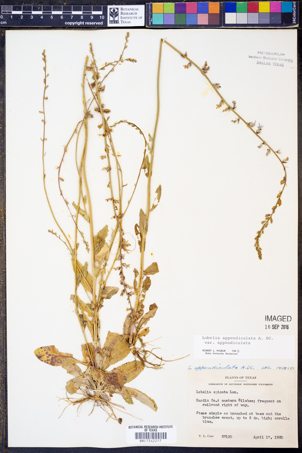 Lobelia appendiculata image