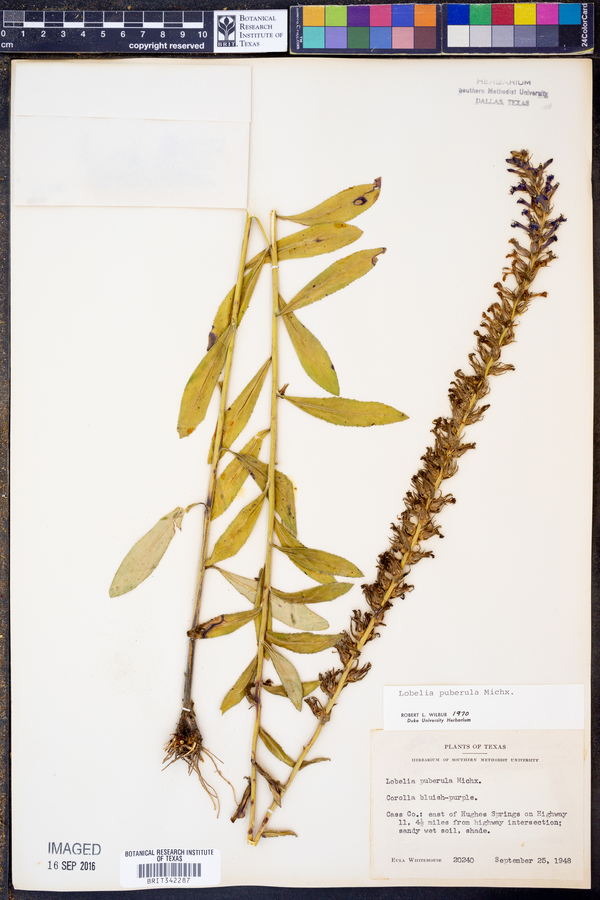Lobelia puberula image