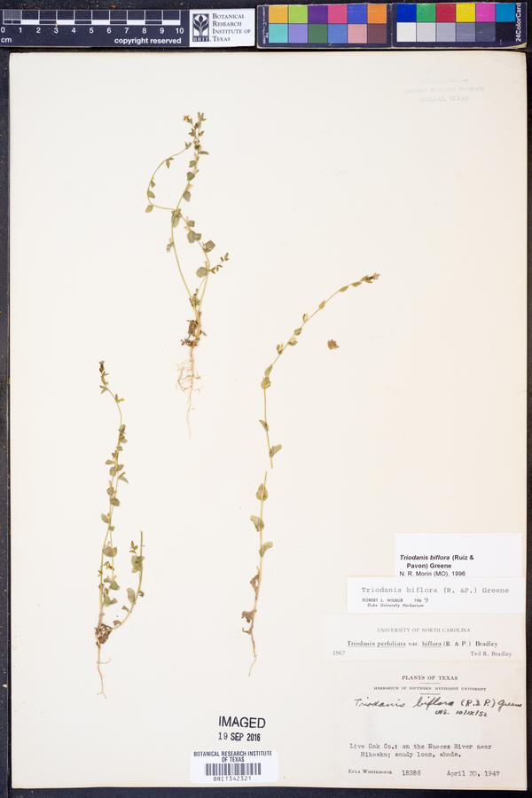 Triodanis perfoliata var. biflora image