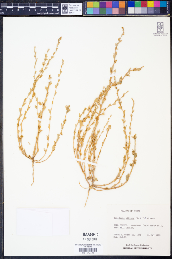 Triodanis perfoliata var. biflora image
