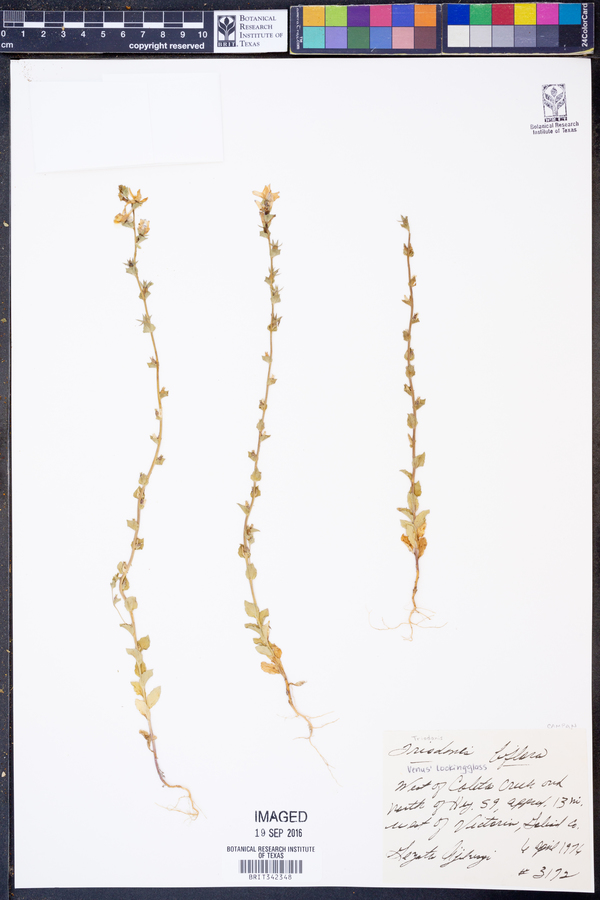 Triodanis perfoliata var. biflora image