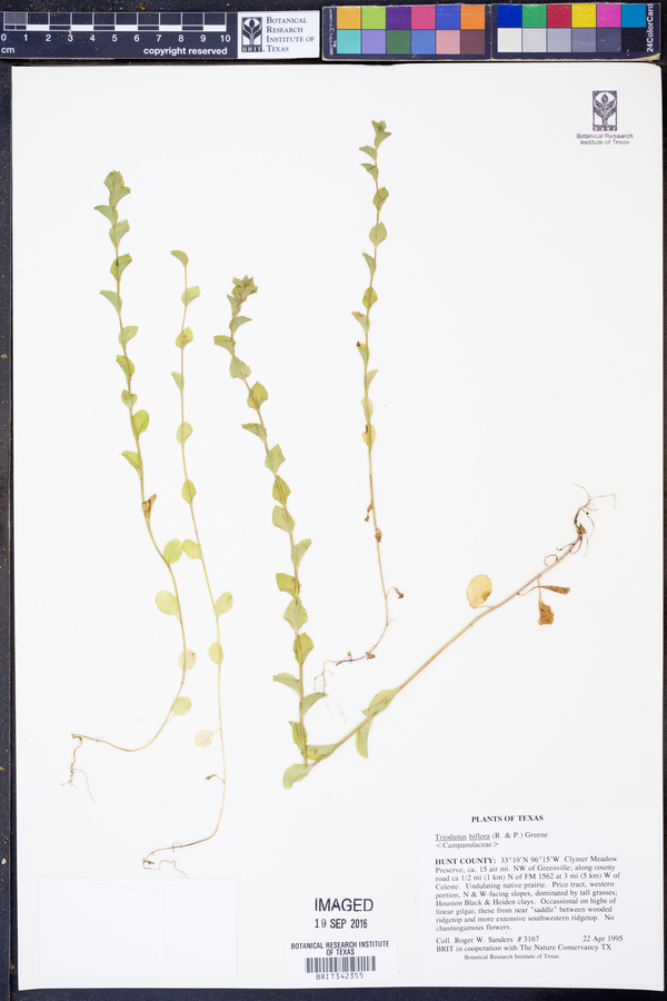 Triodanis perfoliata var. biflora image