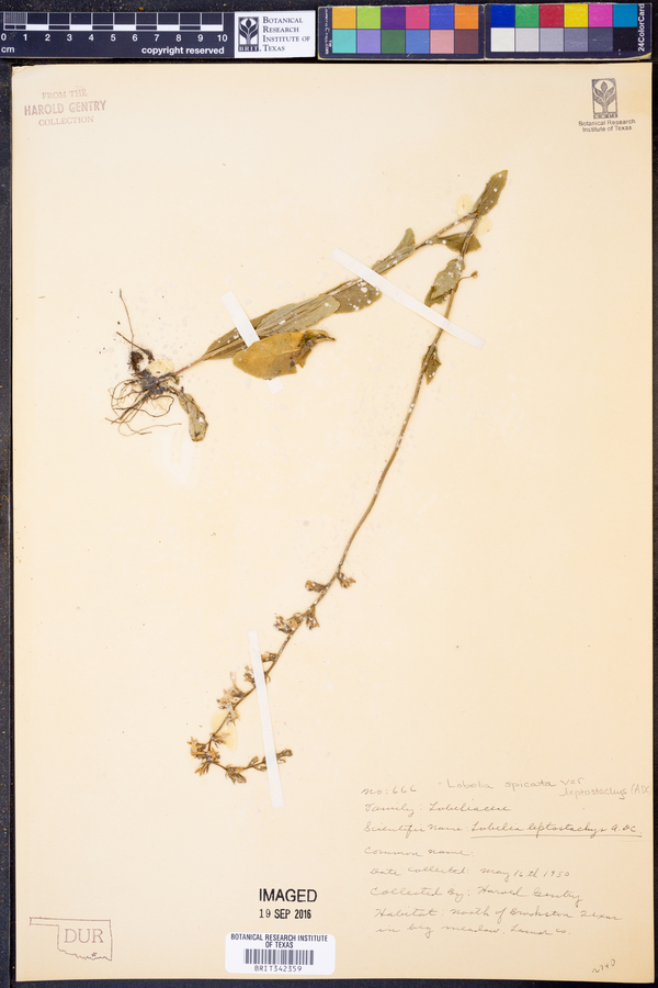 Lobelia spicata var. leptostachys image
