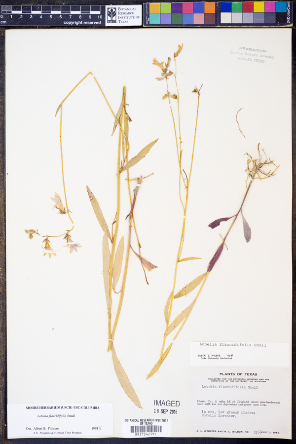 Lobelia flaccidifolia image