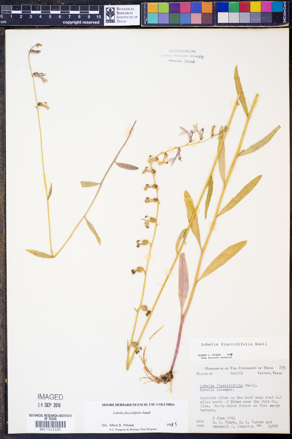 Lobelia flaccidifolia image