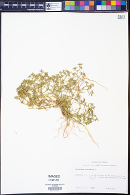 Polypremum procumbens image