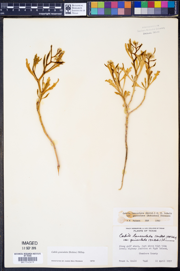 Cakile geniculata image