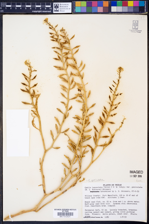 Cakile lanceolata image