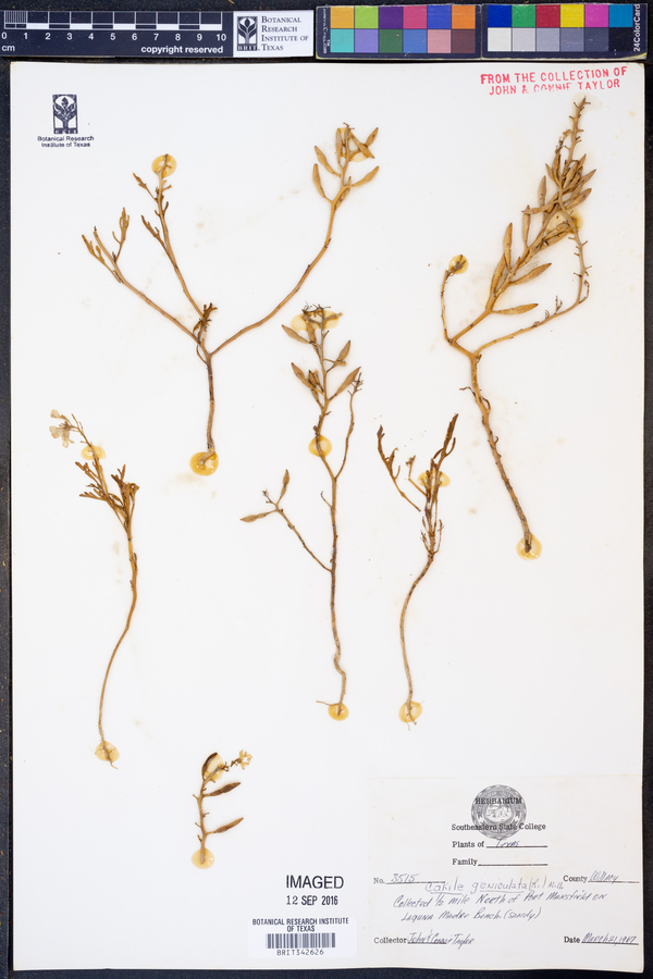 Cakile geniculata image