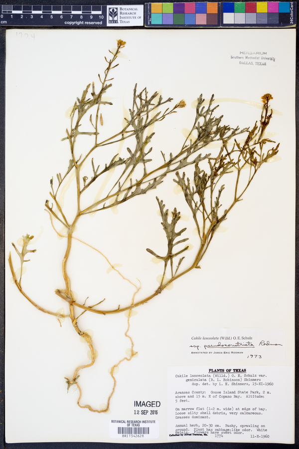 Cakile lanceolata ssp. pseudoconstricta image