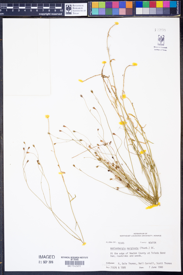 Wahlenbergia marginata image