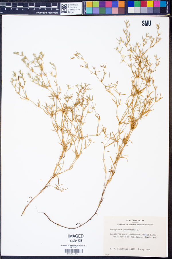 Polypremum procumbens image