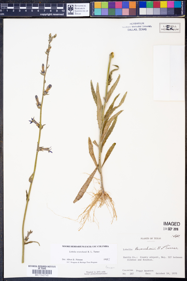 Lobelia reverchonii image