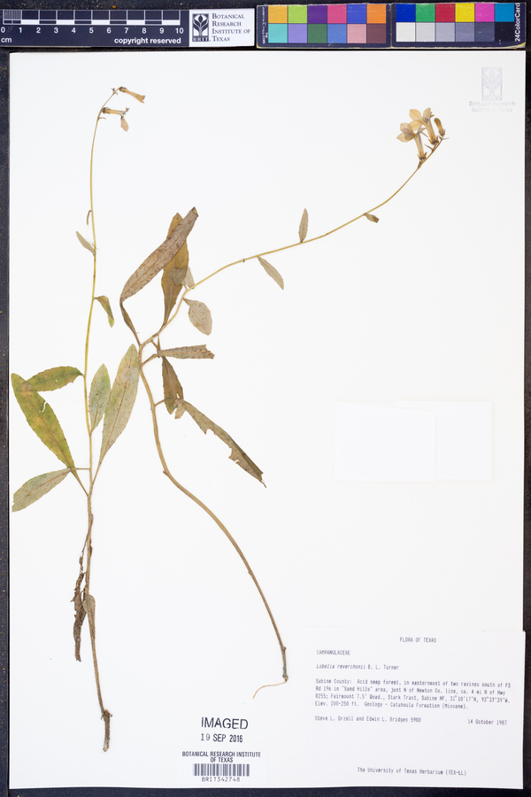 Lobelia reverchonii image