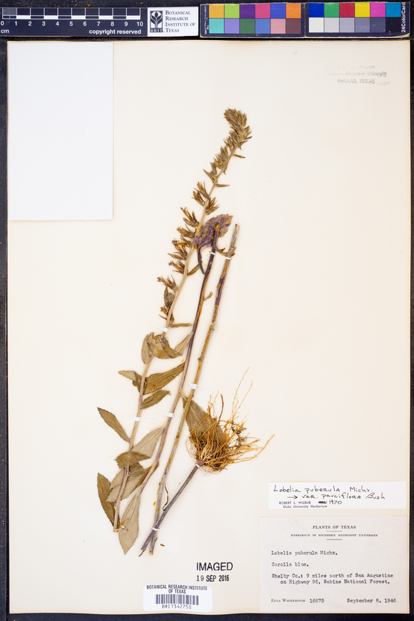 Lobelia puberula ssp. pauciflora image