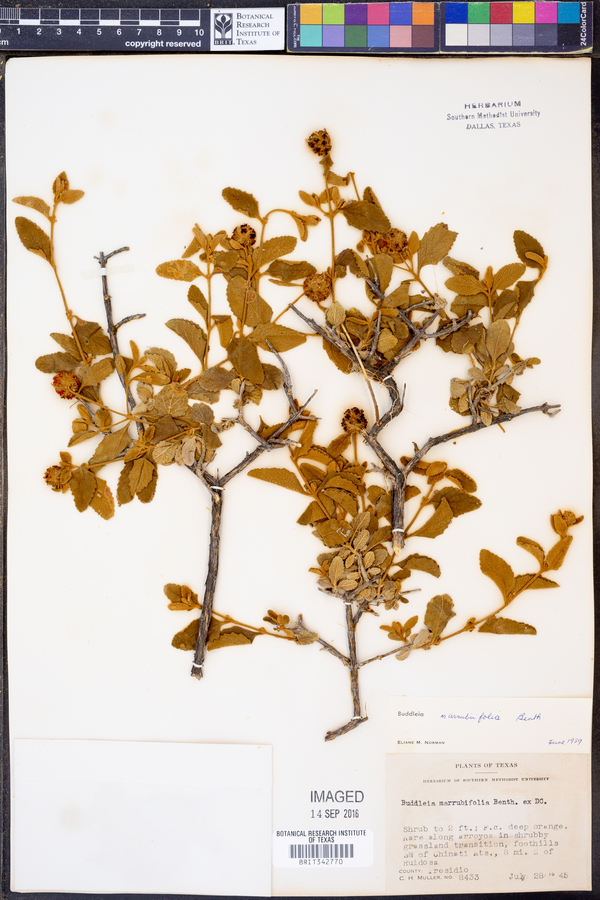 Buddleia image