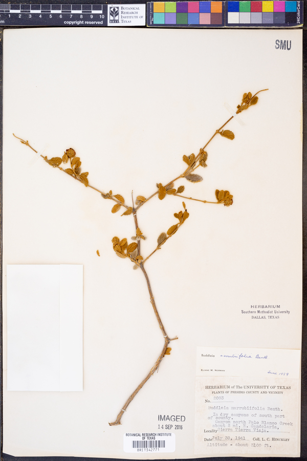 Buddleia image