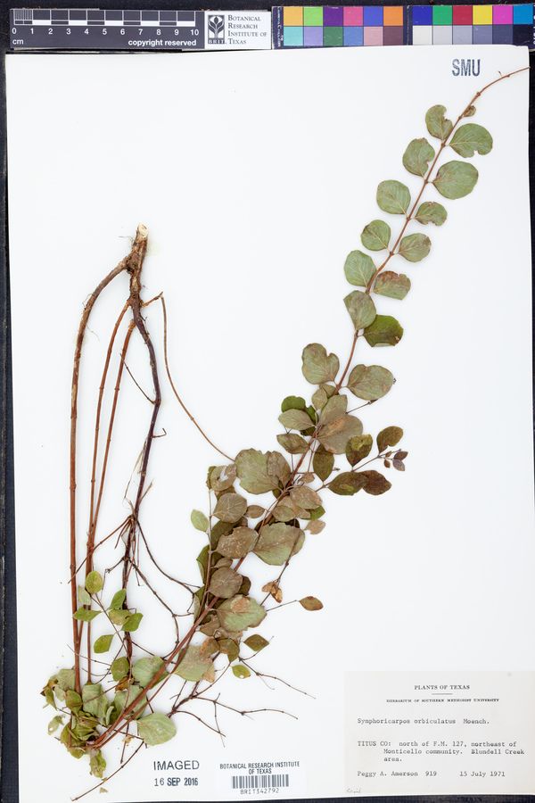 Symphoricarpos orbiculatus image