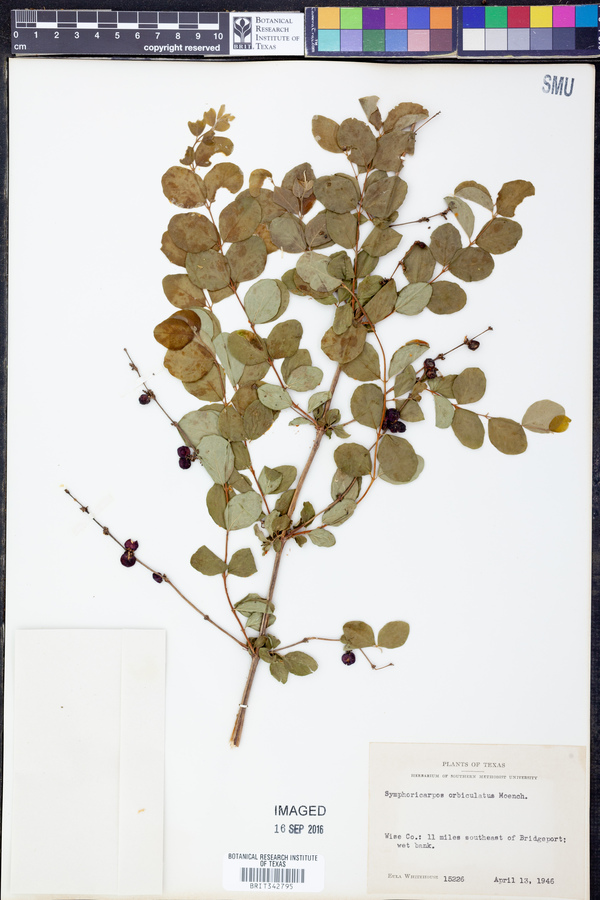 Symphoricarpos orbiculatus image