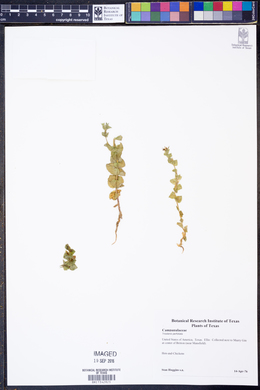 Triodanis perfoliata image