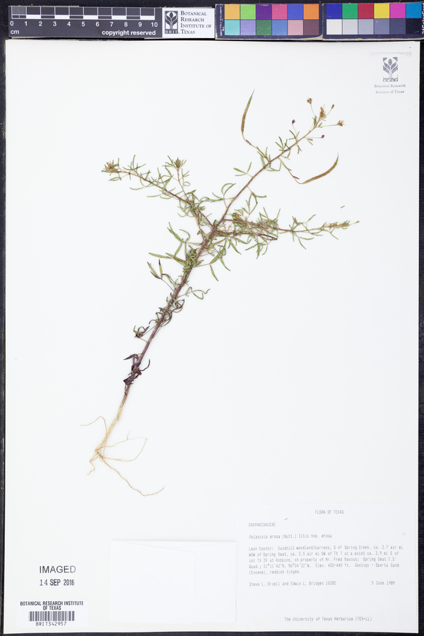 Polanisia erosa image