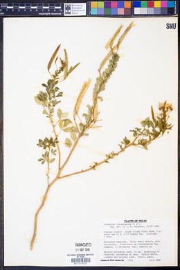 Polanisia dodecandra ssp. trachysperma image