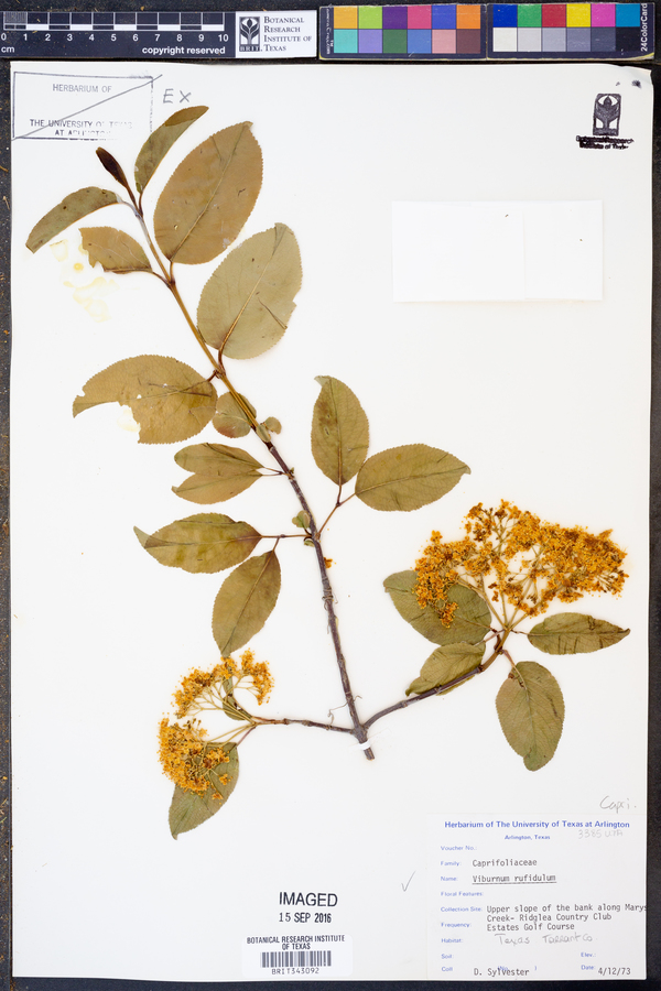 Viburnum rufidulum image