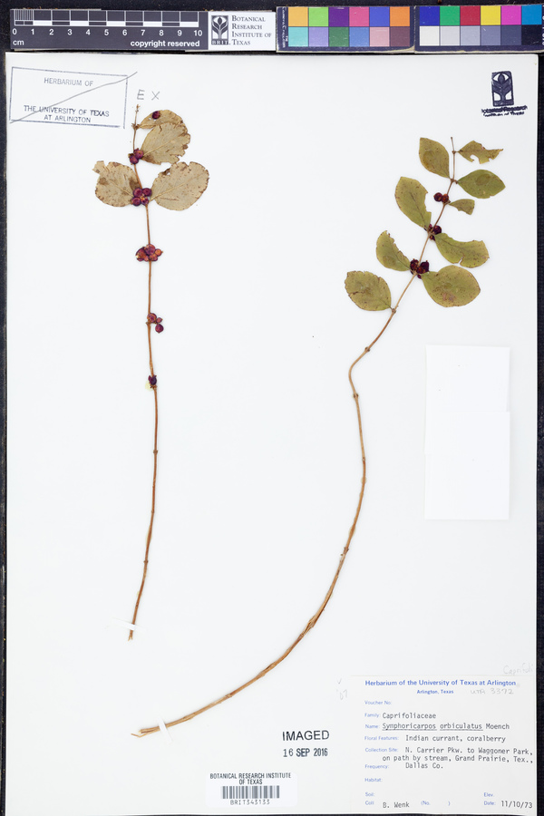 Symphoricarpos orbiculatus image