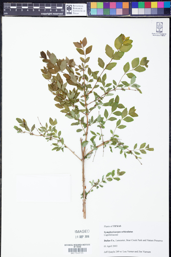 Symphoricarpos orbiculatus image