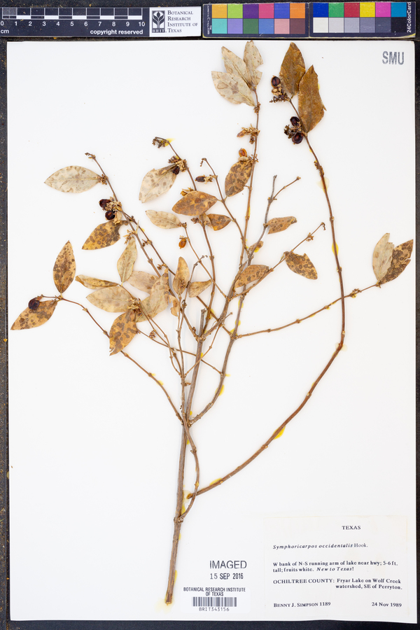 Symphoricarpos occidentalis image