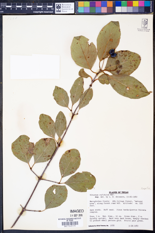 Viburnum rufidulum image