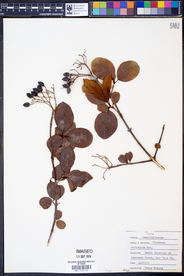Viburnum rufidulum image