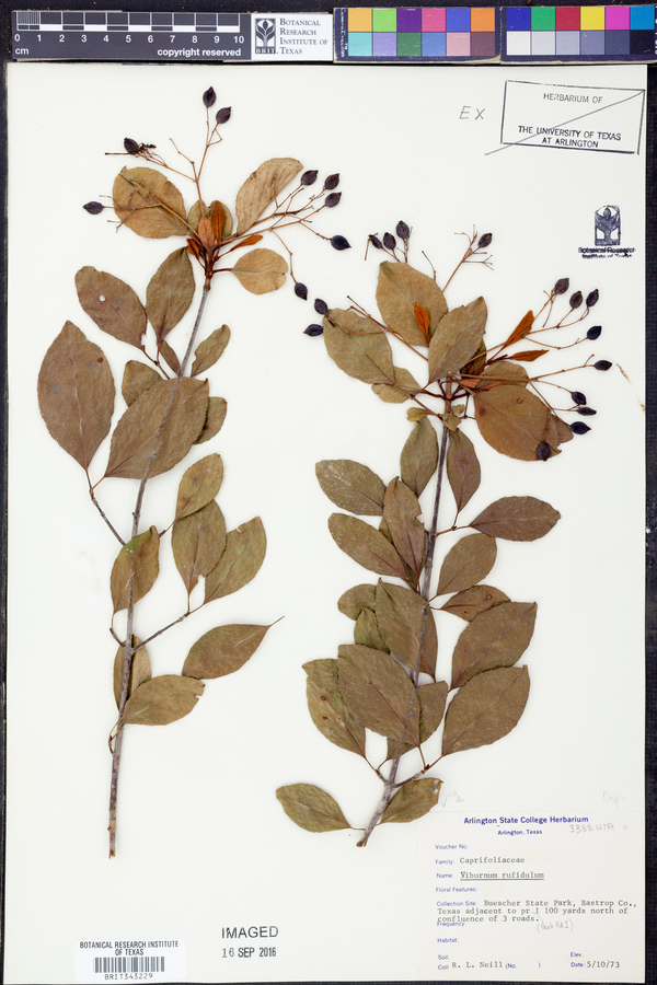 Viburnum rufidulum image