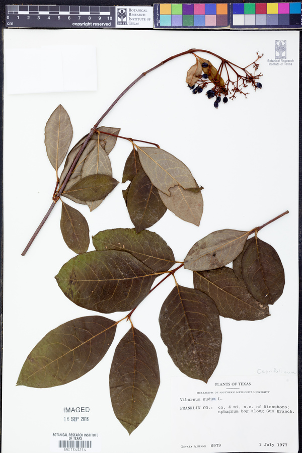 Viburnum nudum image