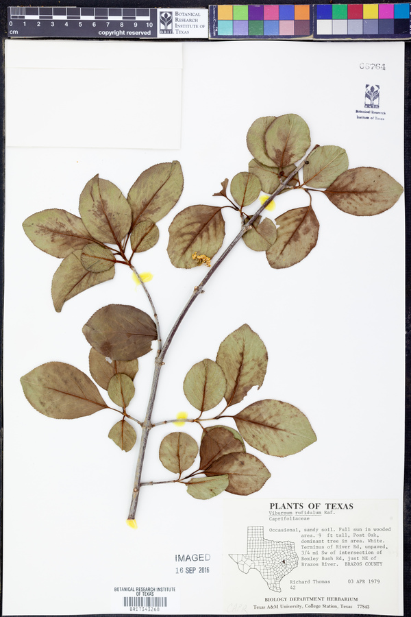 Viburnum rufidulum image