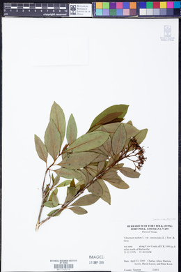 Viburnum cassinoides image