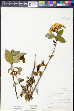Image of Viburnum nitidum