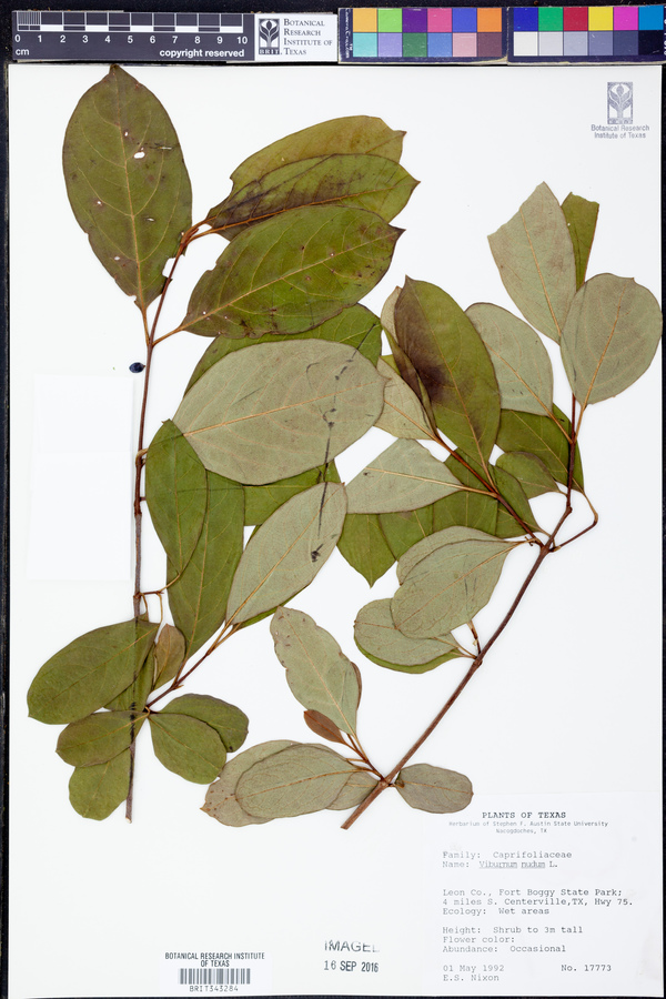 Viburnum nudum image