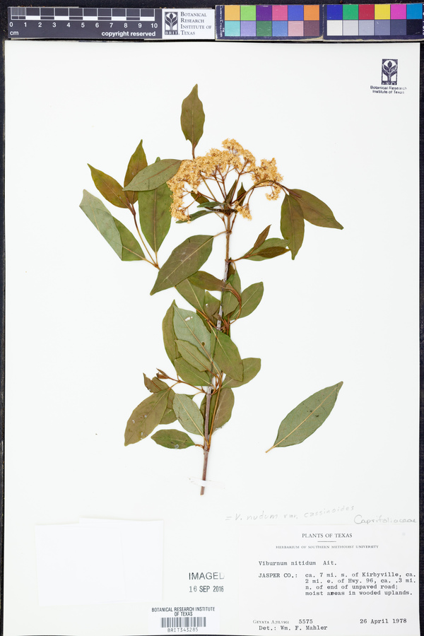 Viburnum nudum var. cassinoides image