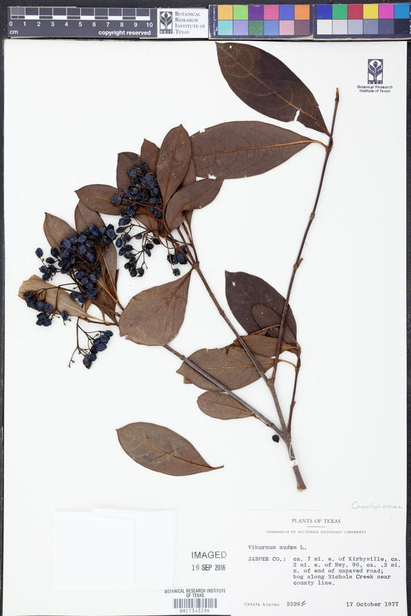 Viburnum nudum image