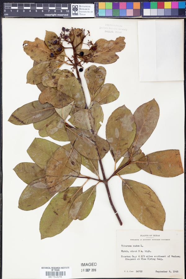 Viburnum nudum image